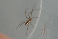 Neriene radiata