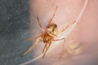 Gibbaranea bituberculata