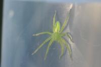Micrommata virescens