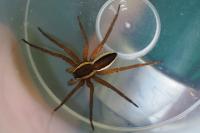 Dolomedes fimbriatus / Dolomedes plantarius