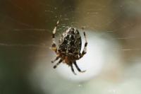 Araneus diadematus