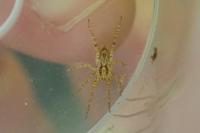 Anyphaena accentuata