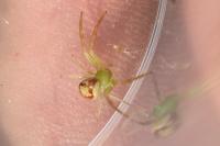 Ebrechtella tricuspidata