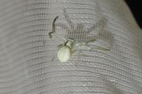 Misumena vatia