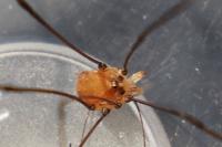 Leiobunum blackwallii
