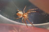 Tmarus