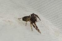 Synema globosum