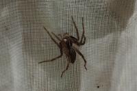 Pisaura mirabilis