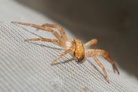 Philodromus