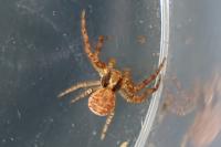 Xysticus