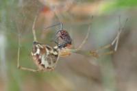 Linyphia triangularis