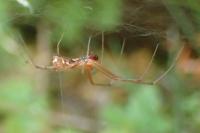 Linyphia triangularis