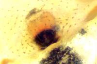 Enoplognatha latimana