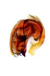 Hyptiotes paradoxus