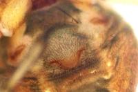 Pachygnatha listeri