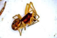 Pachygnatha listeri