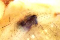 Parasteatoda simulans