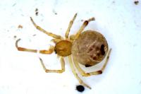 Parasteatoda simulans
