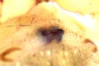 Parasteatoda simulans