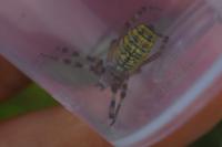 Argiope bruennichi