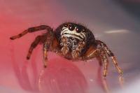 Evarcha arcuata