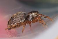 Evarcha arcuata