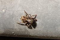 Pseudeuophrys erratica