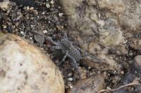 Pardosa wagleri