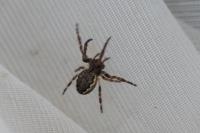 Nuctenea umbratica