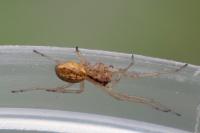 Pachygnatha clercki
