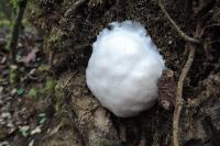 Reticularia lycoperdon