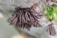 Stemonitis splendens