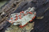 Lycogala conicum