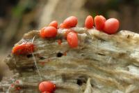 Lycogala conicum