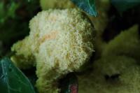 Fuligo septica