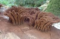 Stemonitis splendens