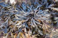 Fucus serratus