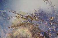 Sargassum muticum