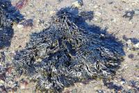 Fucus vesiculosus