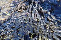 Fucus vesiculosus
