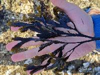 Fucus serratus