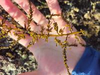 Sargassum muticum