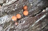 Lycogala epidendrum