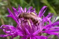Halictus scabiosae