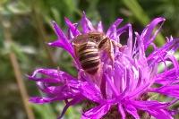 Halictus scabiosae