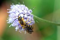 Halictus scabiosae