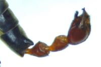 Panorpa meridionalis