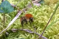 Bombus