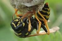 Polistes