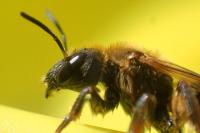 Halictus scabiosae
